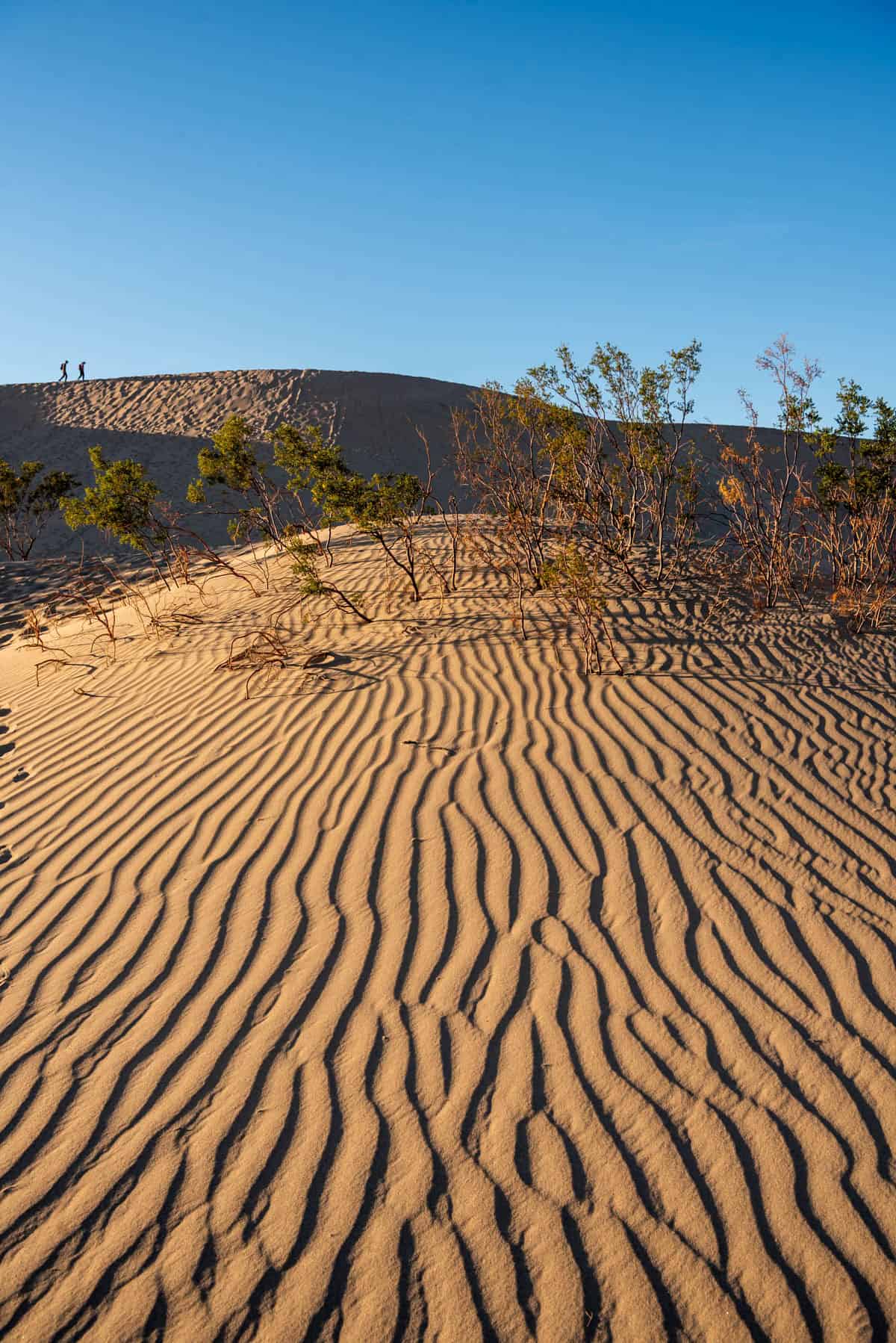 Wavy lines in the sand formed by wind on a sand dune.