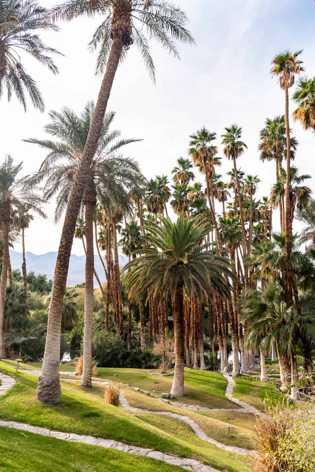 Palm trees at the Oasis at Death Valley.