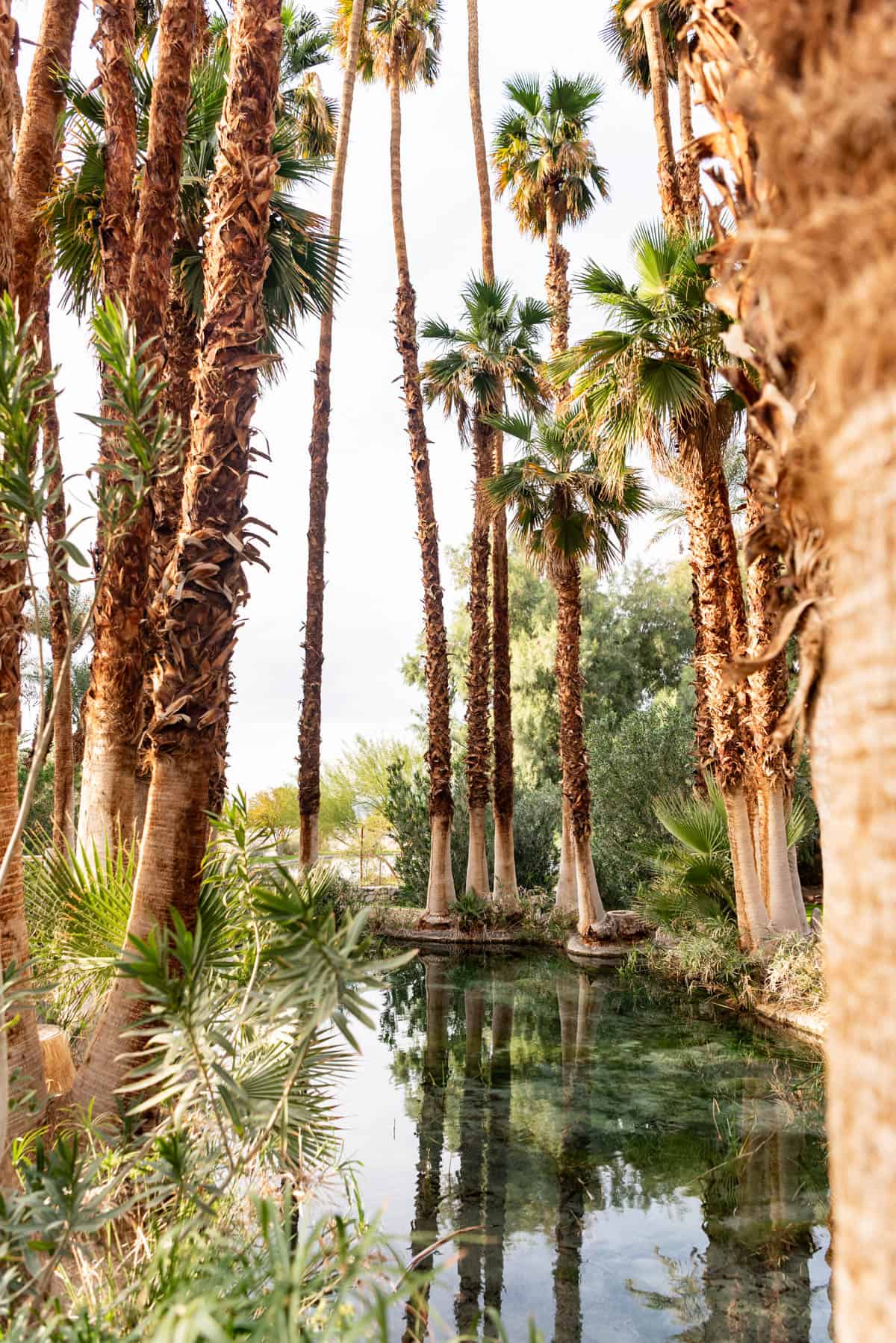 An image of an oasis surrounded by palm trees.