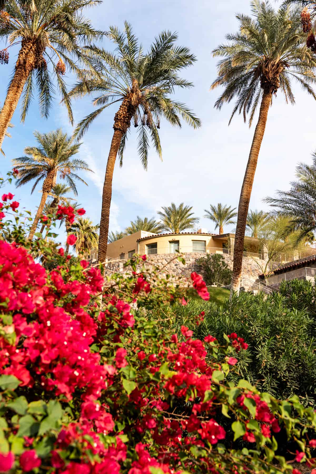 An image of pink flowers in front of the Oasis at Death Valley resort.