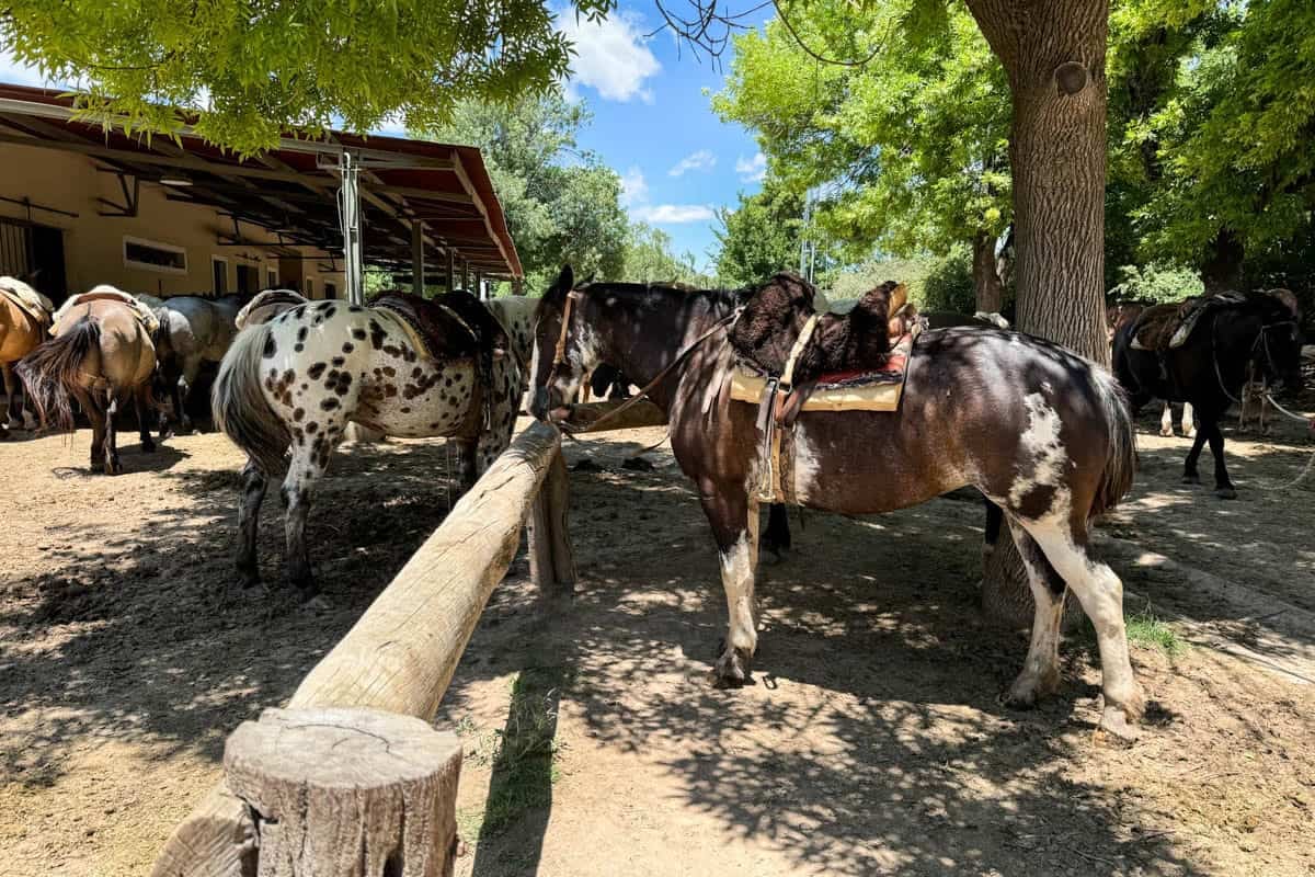 Saddled horses in Argentina.