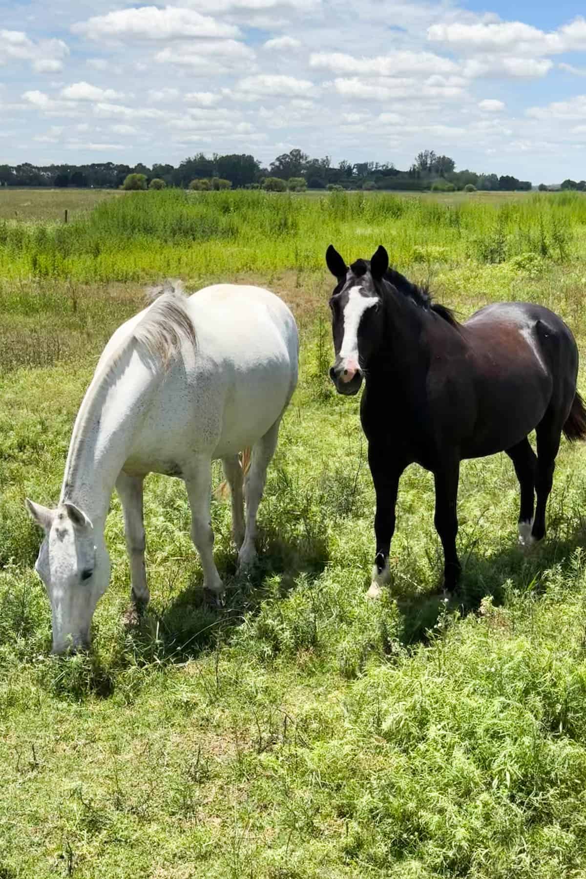 A white and a brown horse in a field in Argentina.