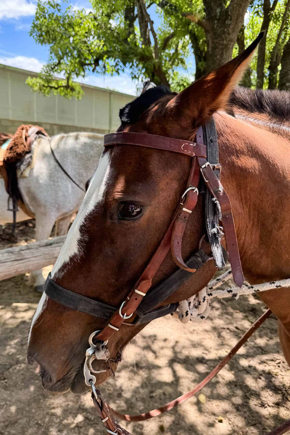 A close image of a horse's profile.