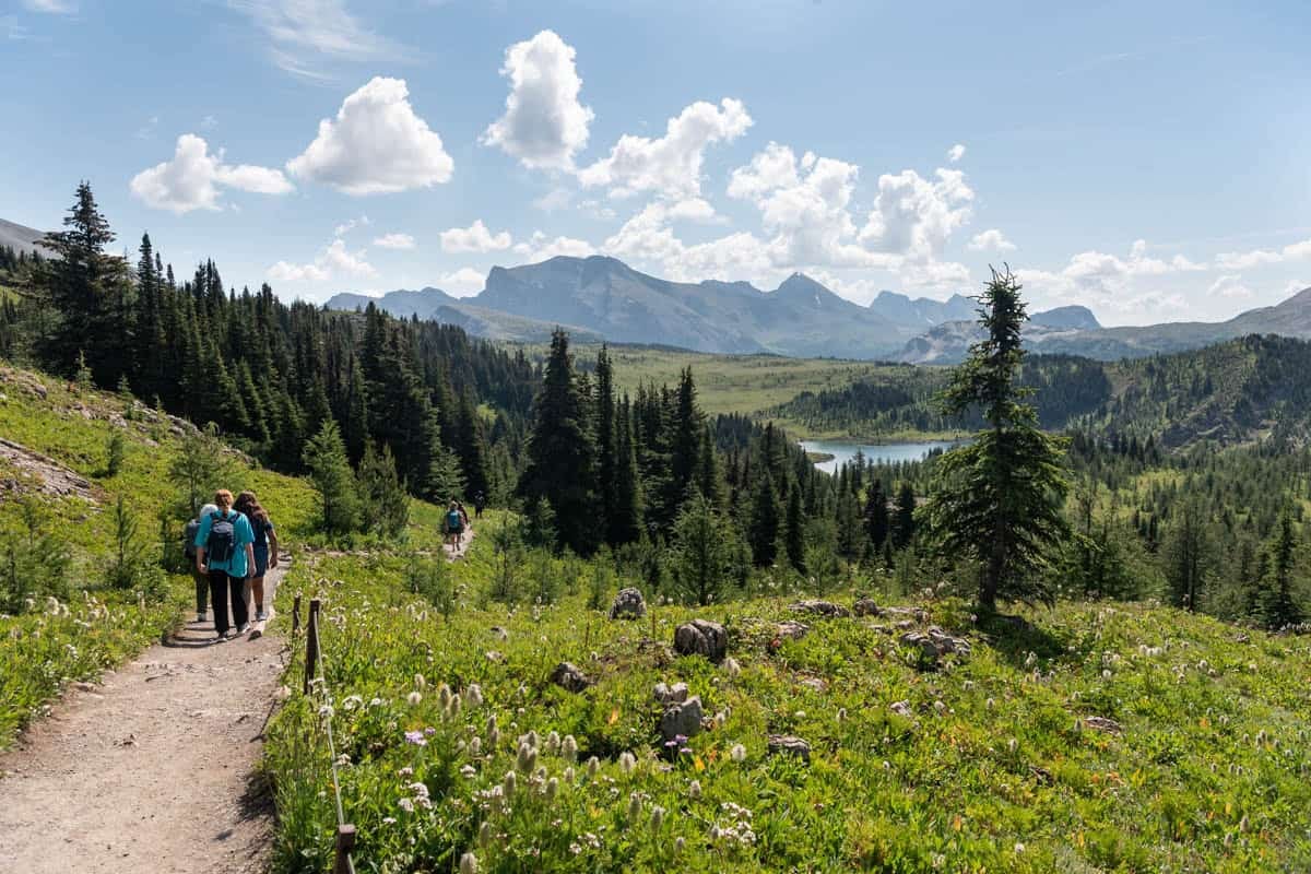 A trail leading to a lake.