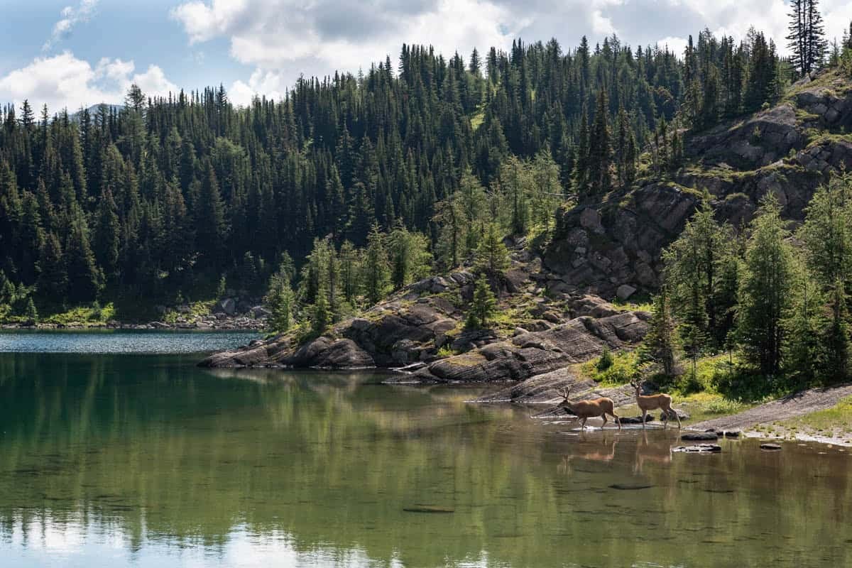 Two deer entering the water of a lake.