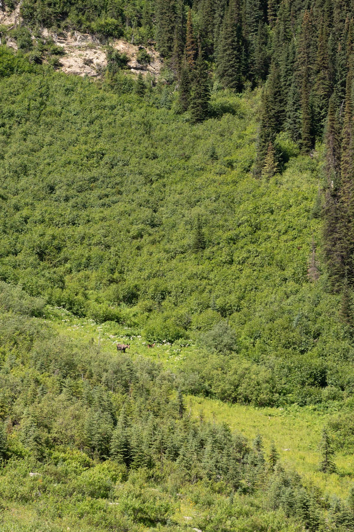 A moose and her calf on a mountainside.