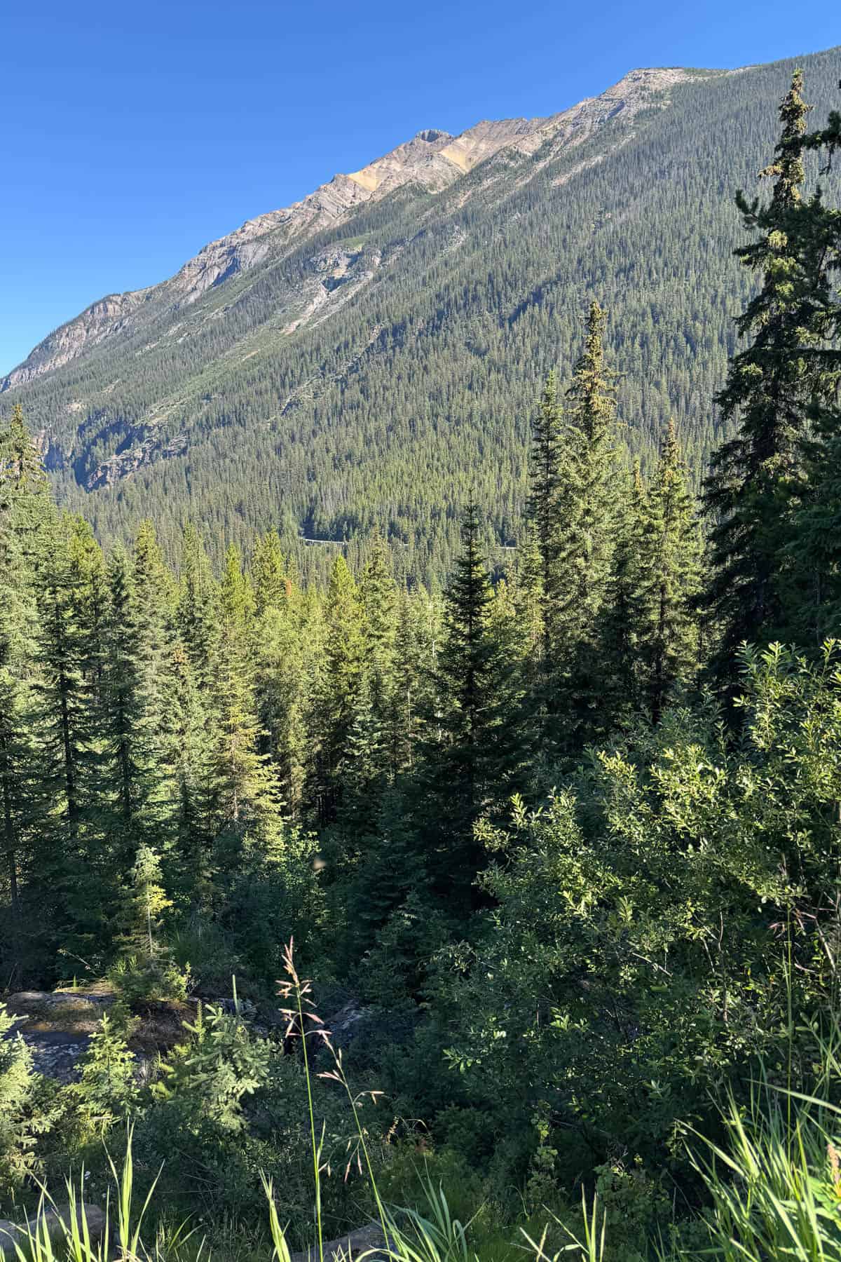 A train barely visible between trees in the distance.
