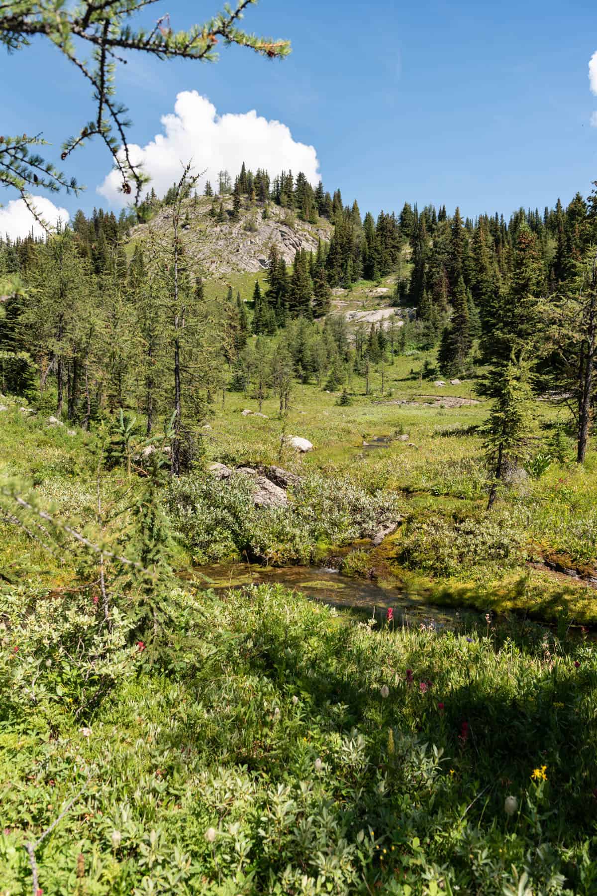 An alpine meadow with a stream and wildflowers.