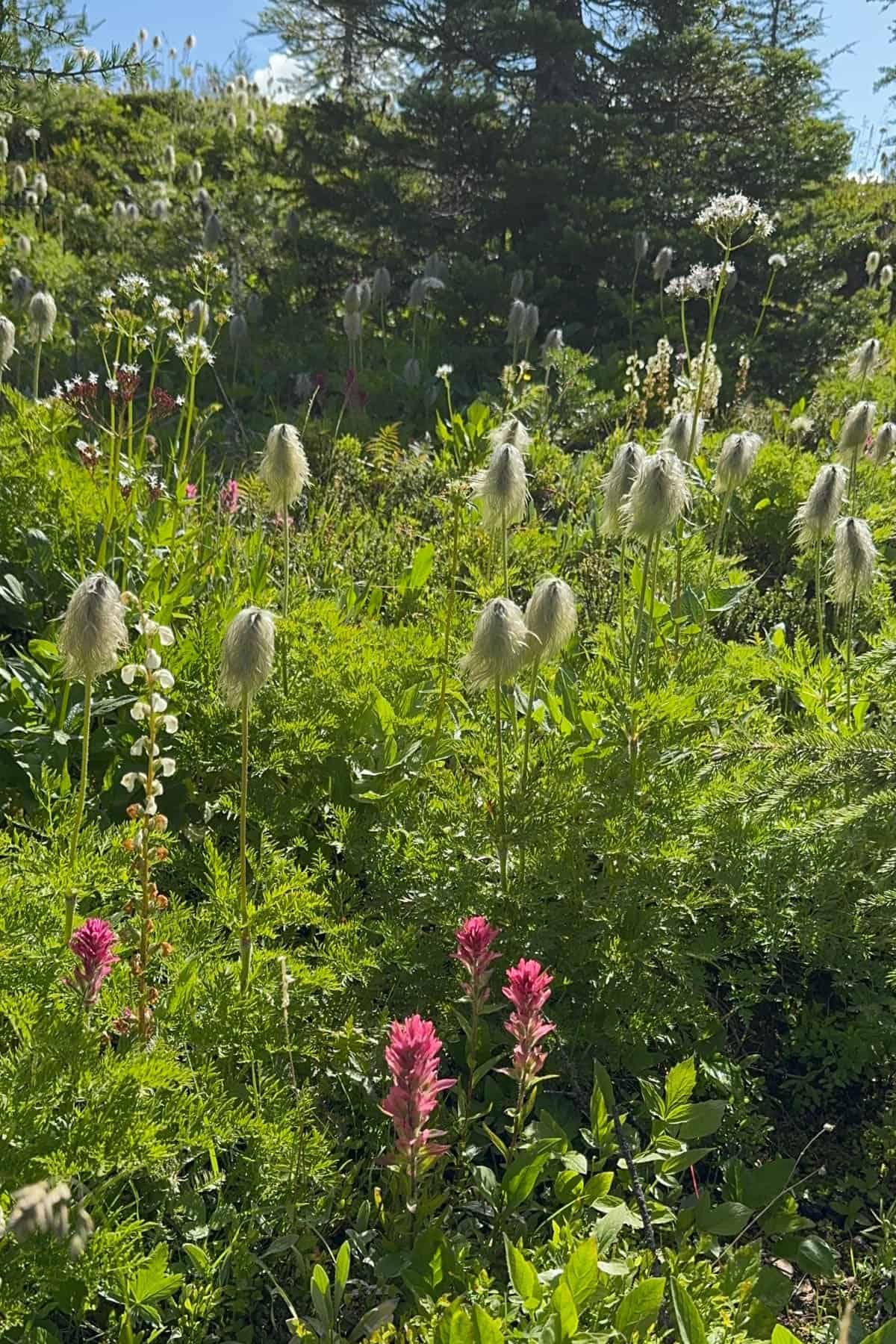 Wildflowers alongside a trail.