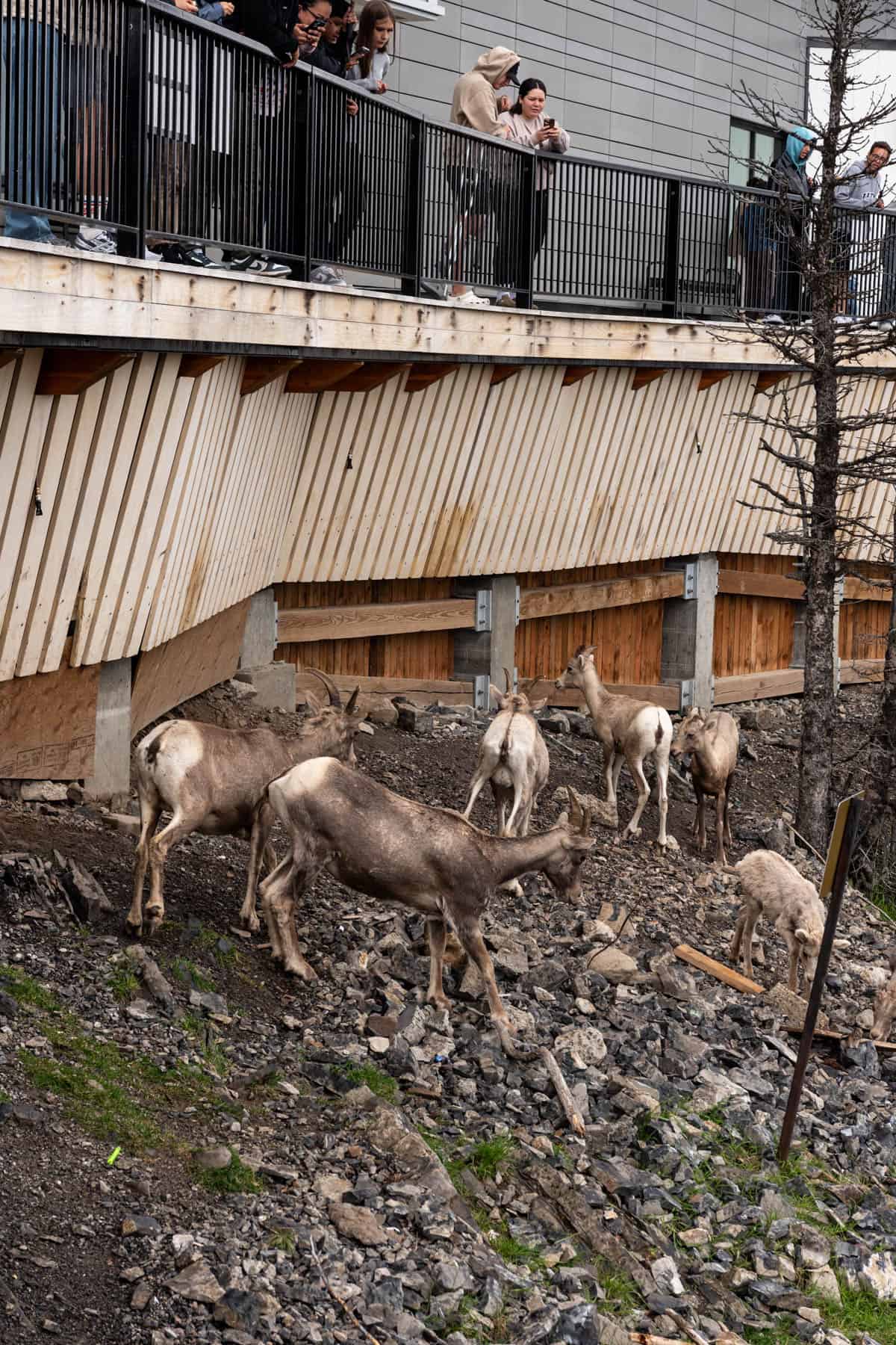 Bighorn sheep under a viewing platform with people above.