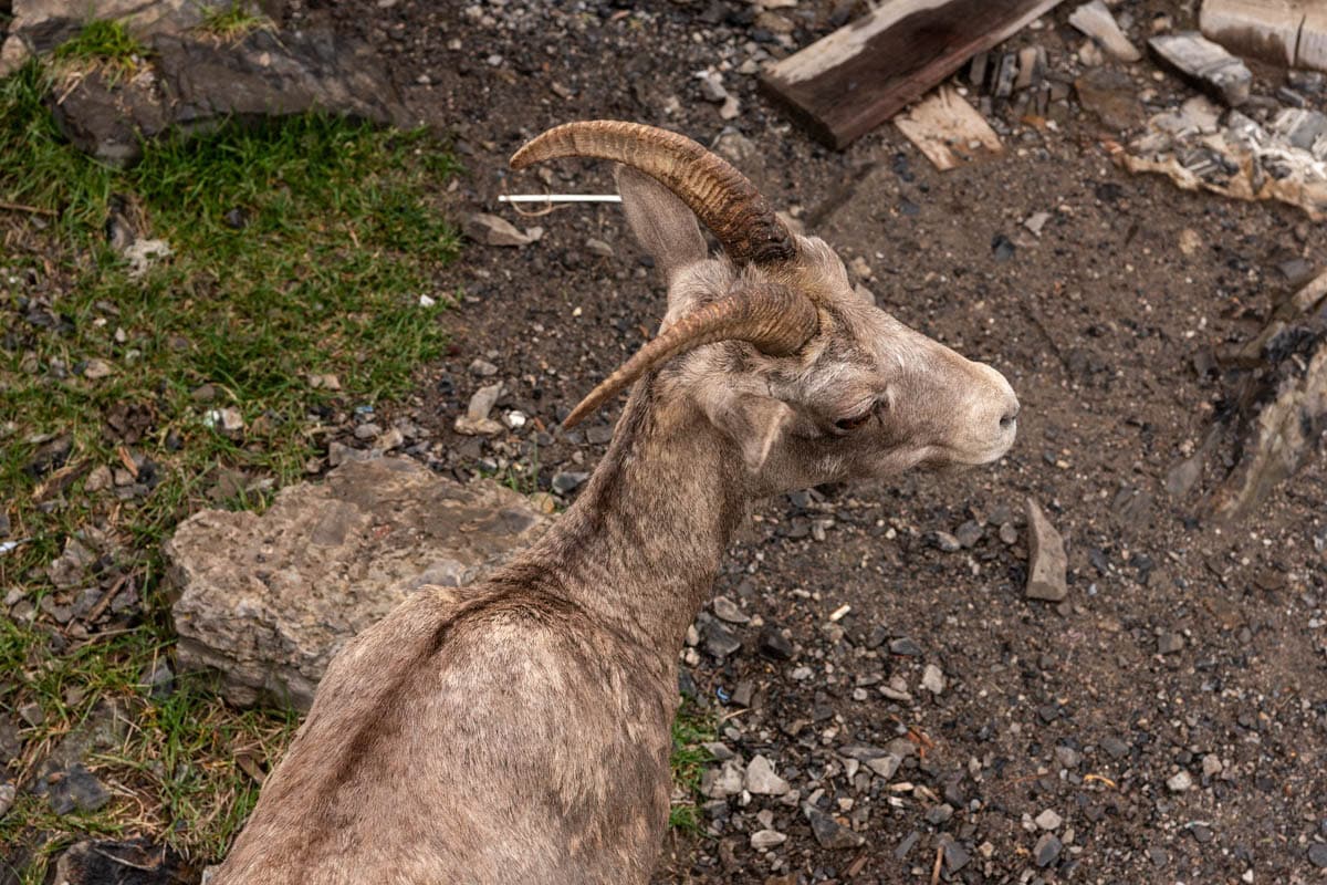 An overhead image of a bighorn sheep.