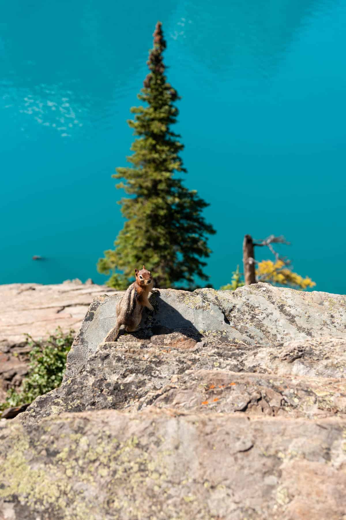A chipmunk on a rock with blue water and a tree behind it.