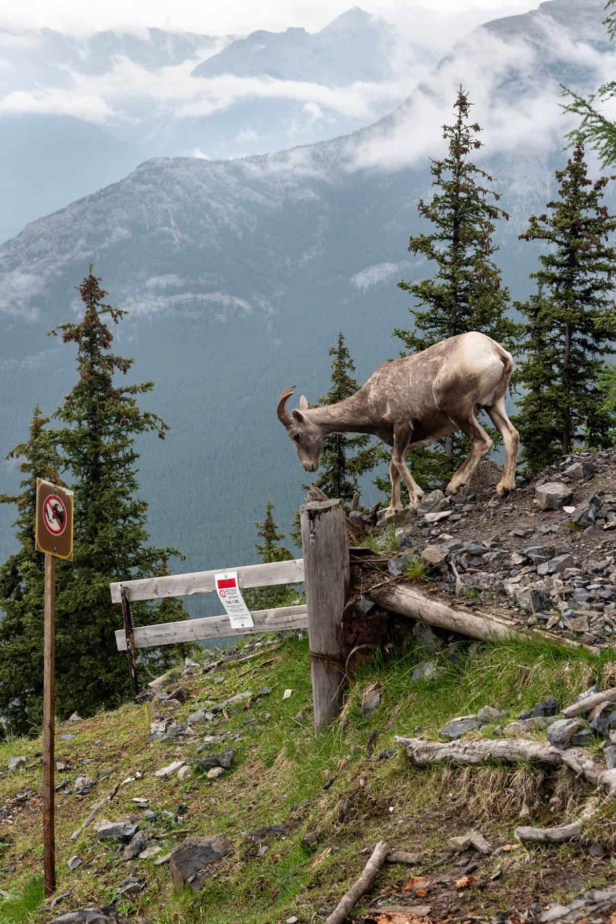 An image of a bighorn sheep about to go down a mountainside.