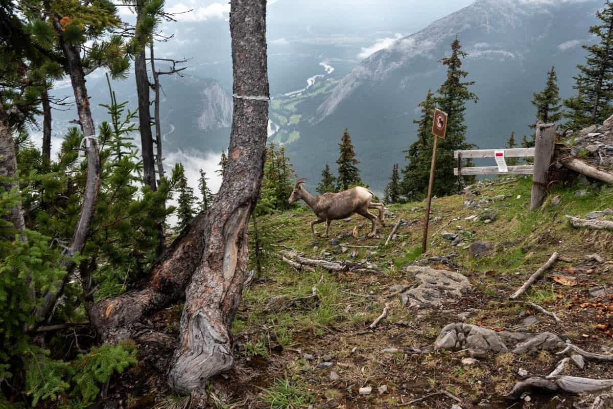 An image of a bighorn sheep in Banff, Canada.