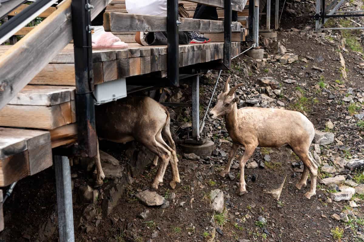 An image of bighorn sheep going under decking.