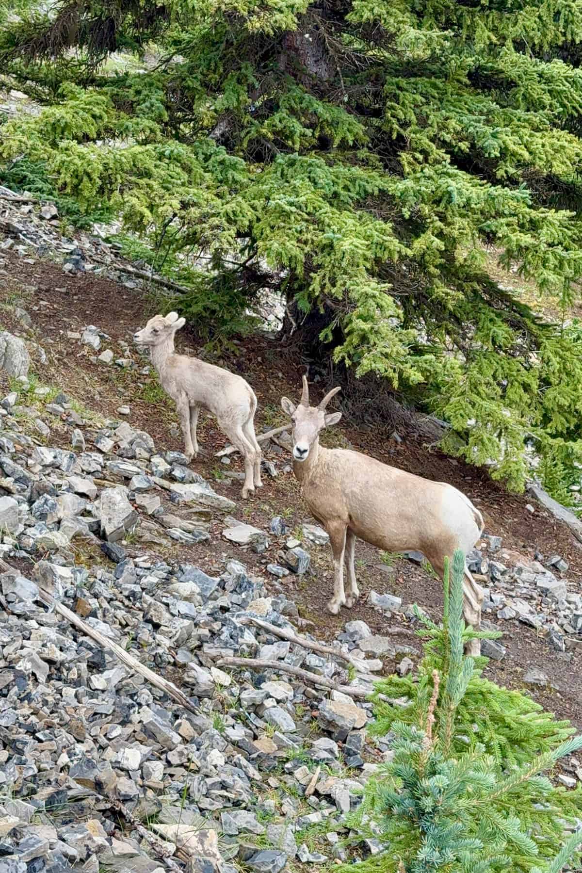 An image of bighorn sheep on a mountain side.