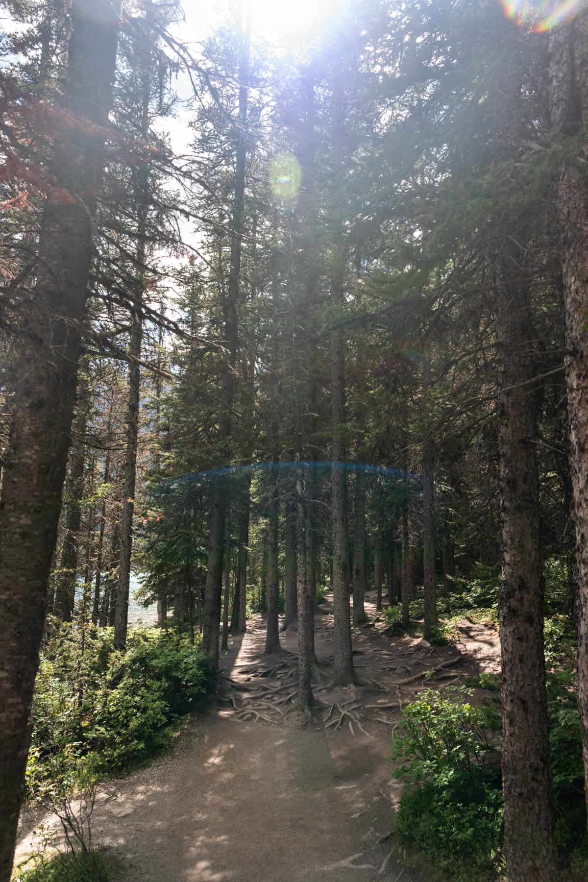 An image of a trail through a forest alongside a lake.