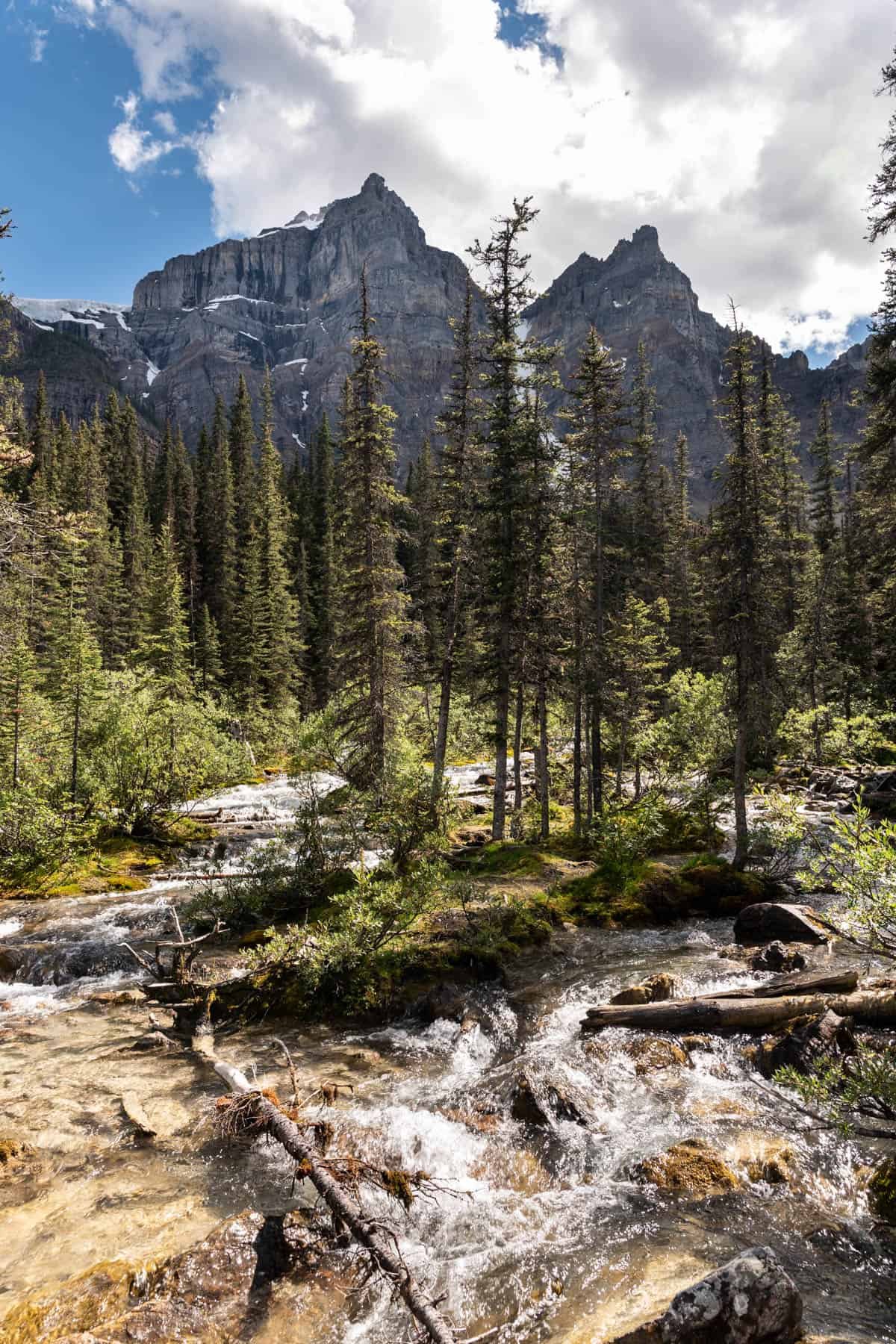 An image of a braided river coming through trees with a forest and mountains behind it.