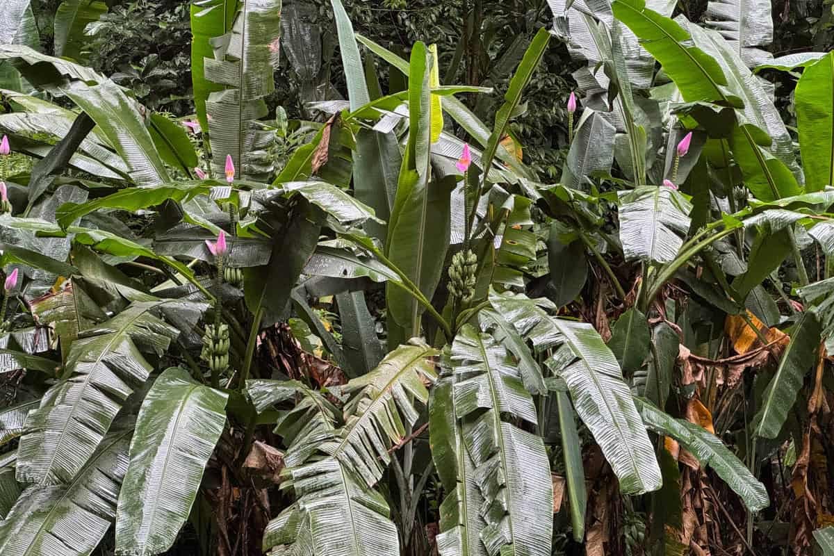 An image of tropical leaves in a rainforest in Brazil.