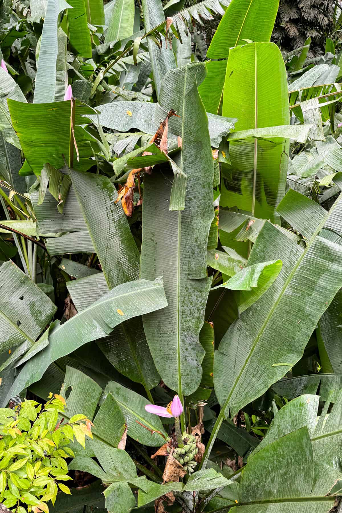 Tall banana leaves in Brazil.