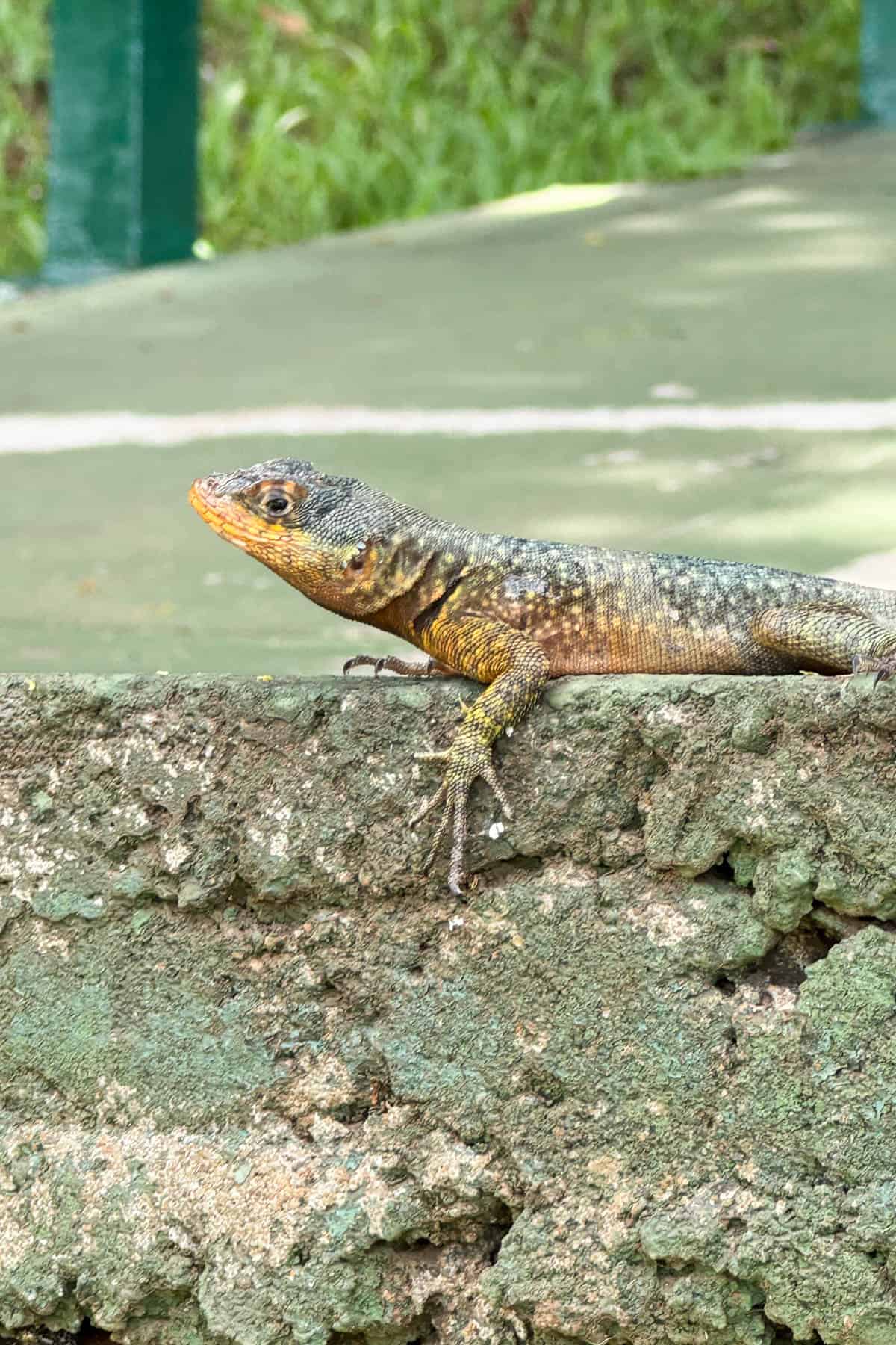 An image of a lizard.