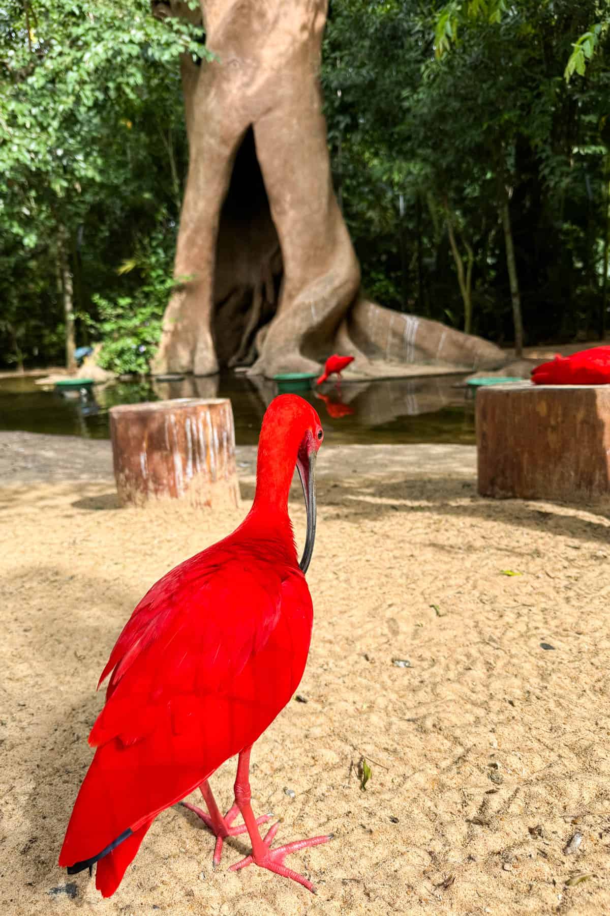 A bright red tropical bird on gravel.