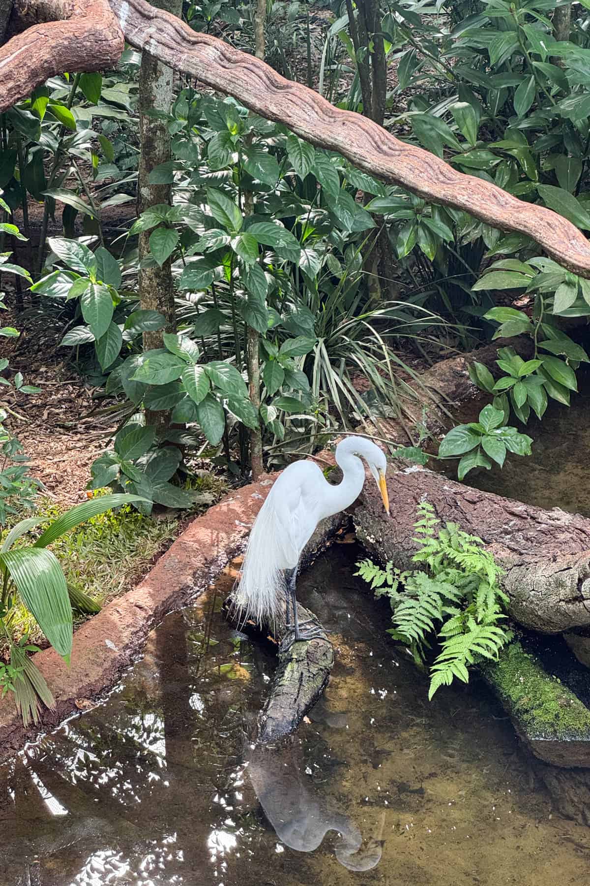 A large white bird with a long neck.