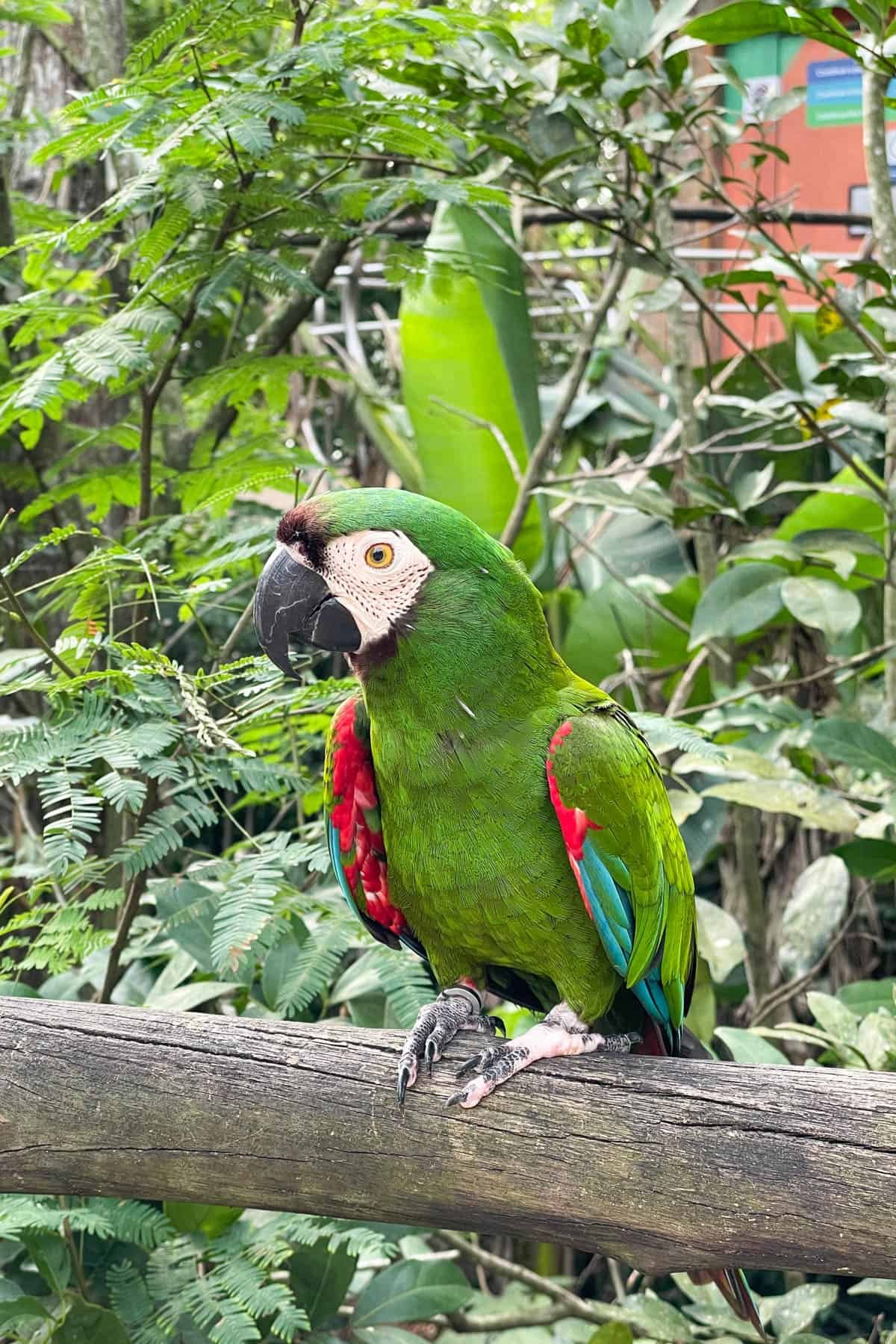 A close image of a green parrot at a bird park in Brazil.