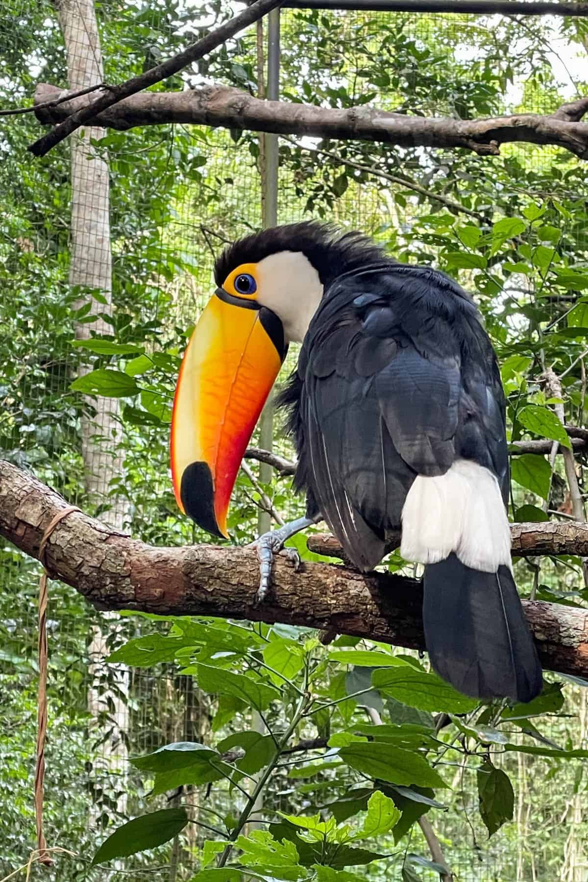 A close image of a toucan in a tree.