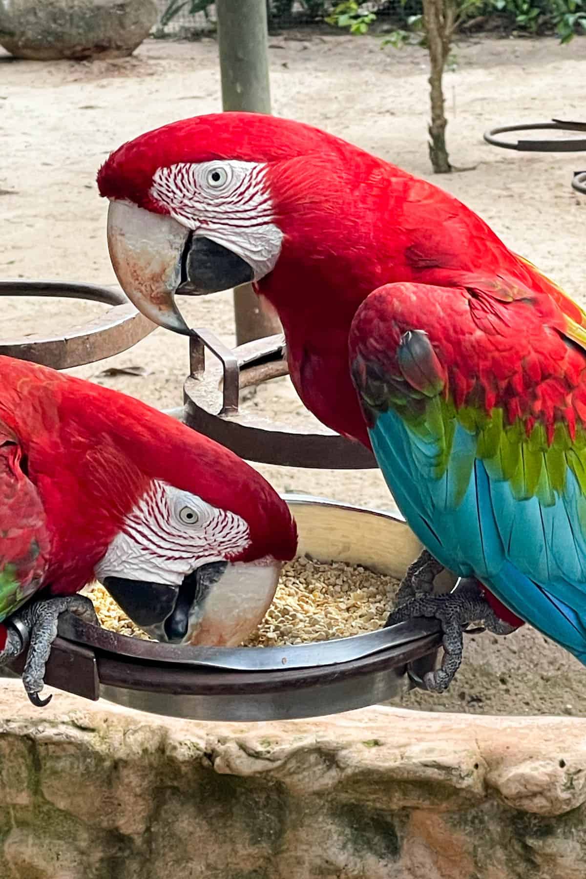 Two parrots feeding at a bird park in Brazil.