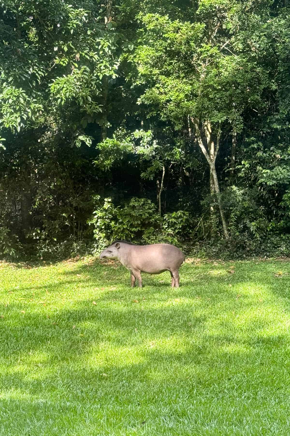 An image of a Brazilian tapir on grass.
