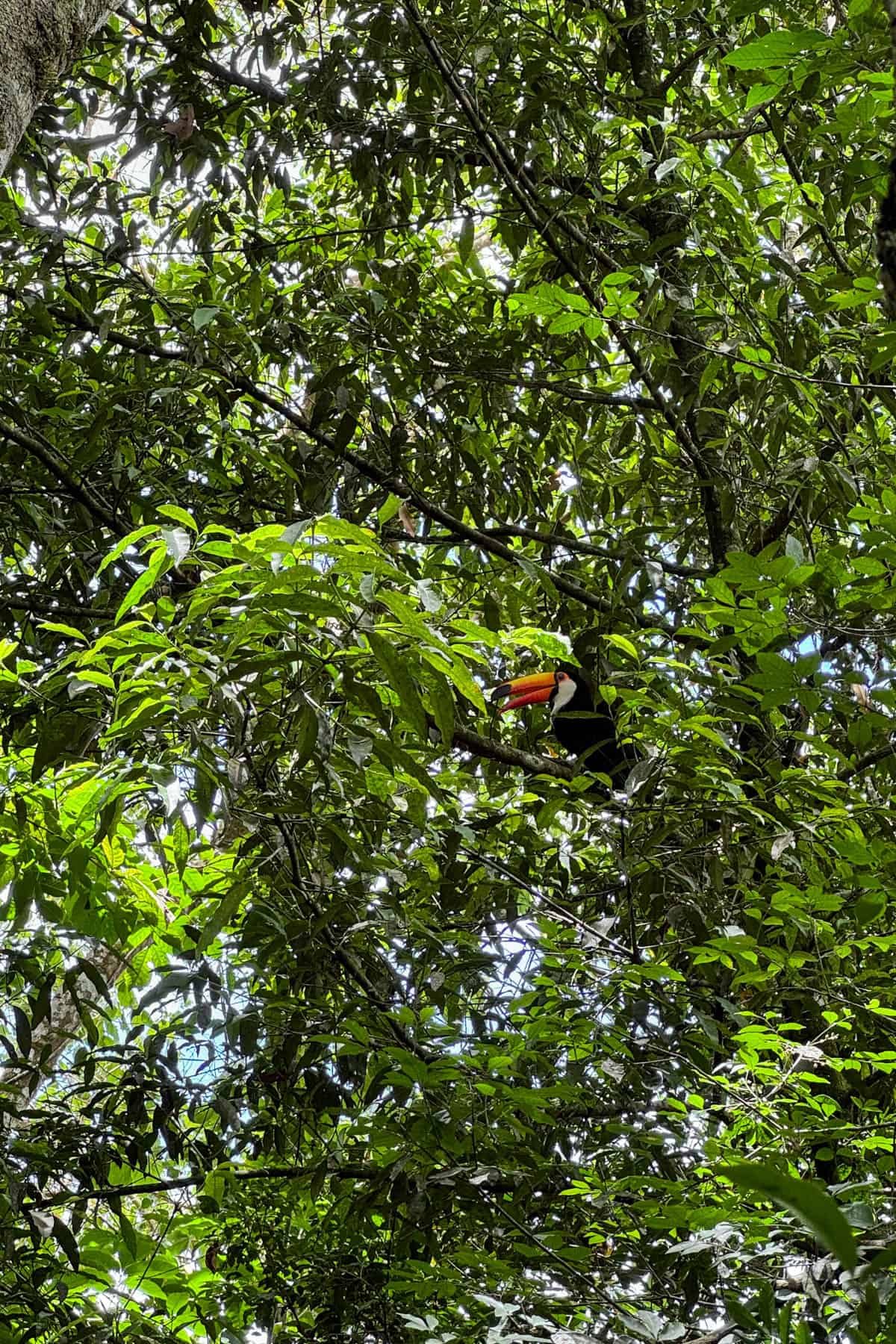 A toucan in a tree in a rainforest in Argentina.