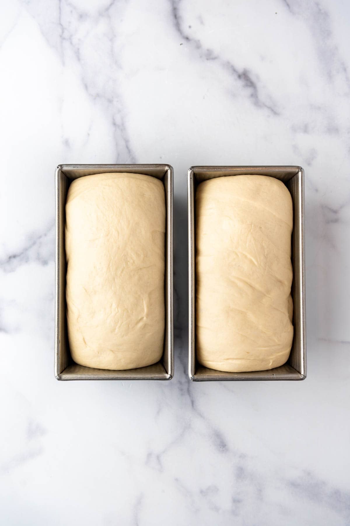 Two proofed loaves of sourdough sandwich bread in bread pans ready to go into the oven.