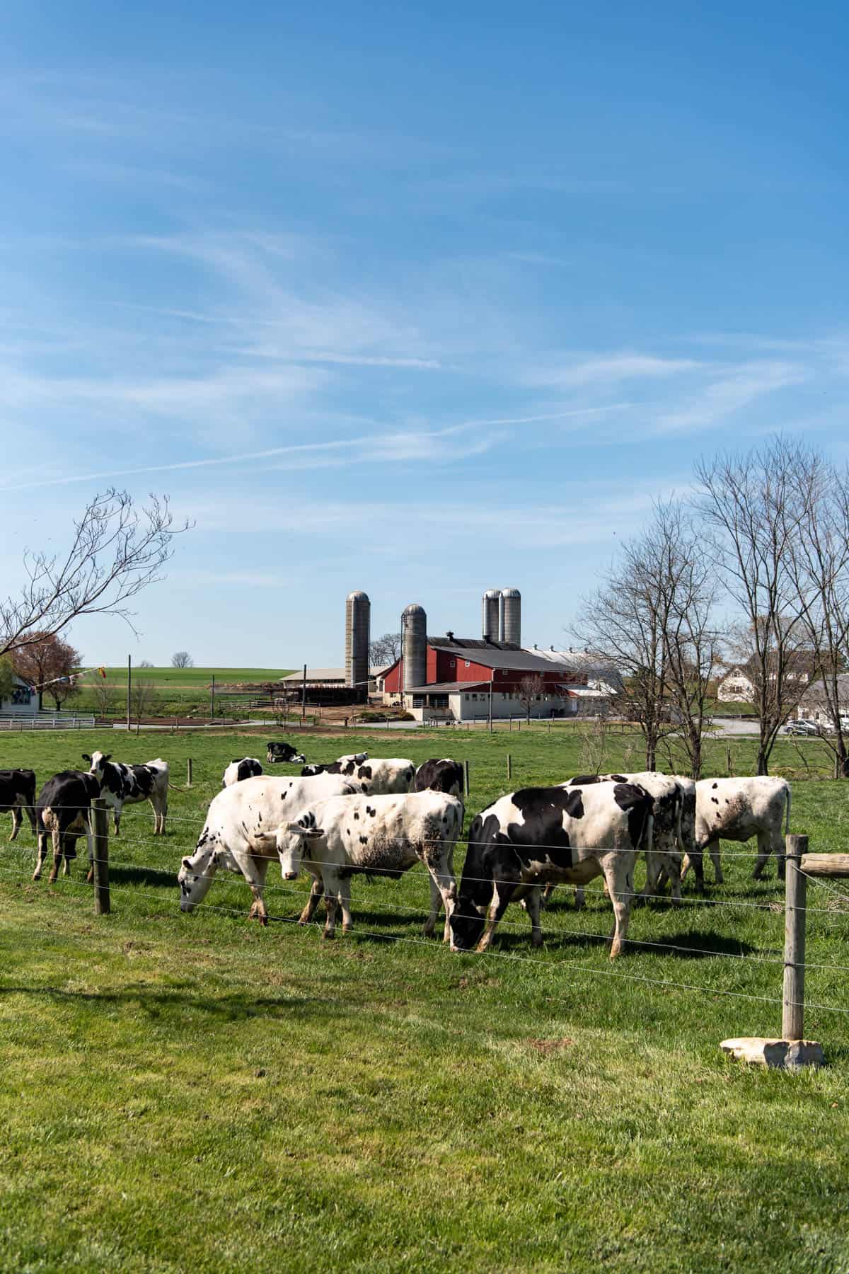 An image of cows in front of a barn and silos in Lancaster County, Pennsylvania.