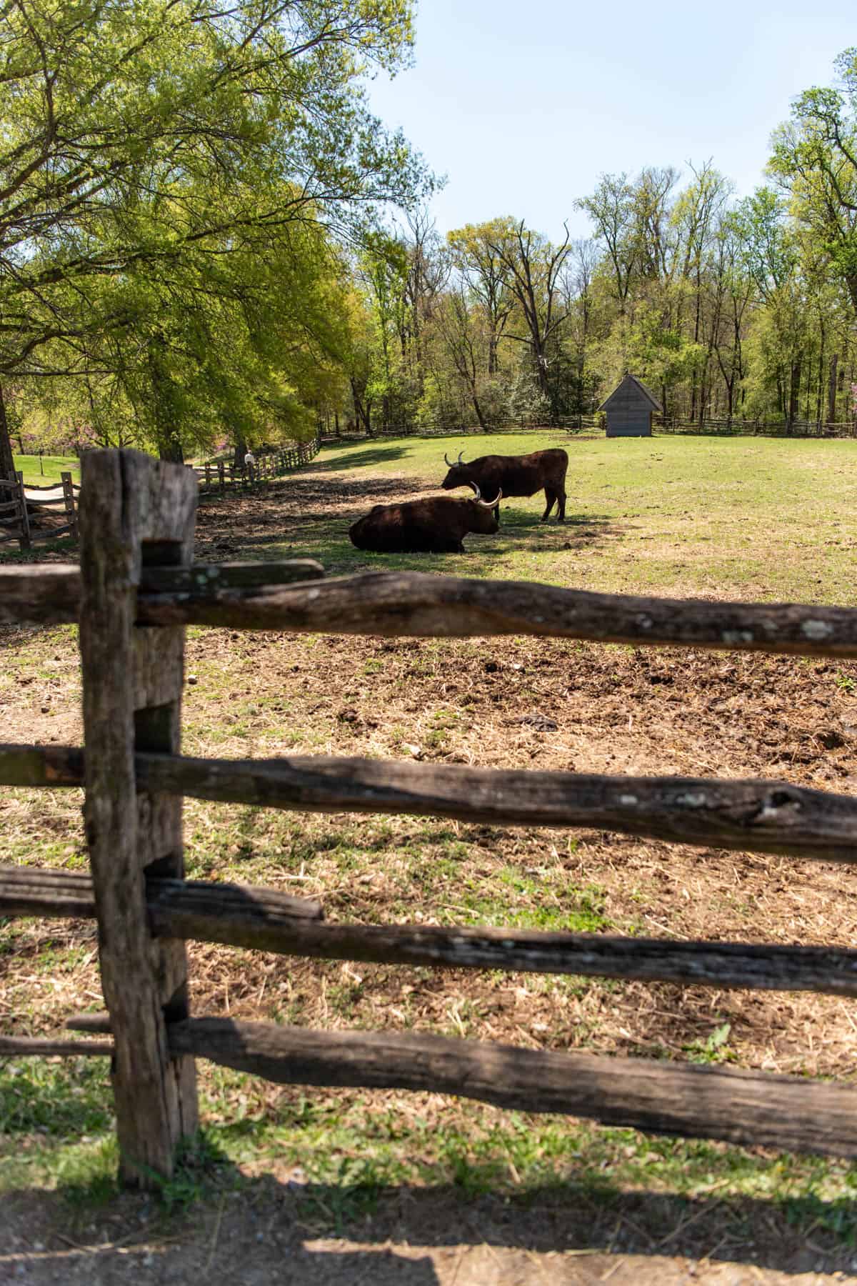 An image of cows in a pasture at Mount Vernon.