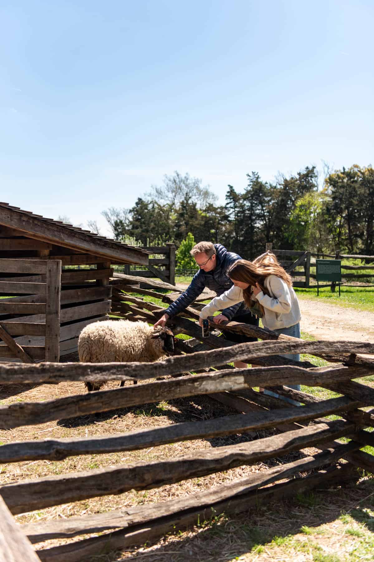 An image of a father and daughter admiring a sheep in a pen at Mount Vernon.