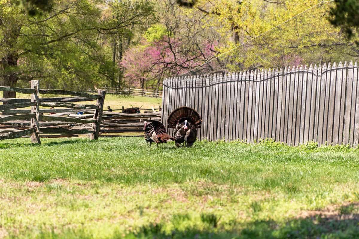 Turkeys at Mount Vernon.