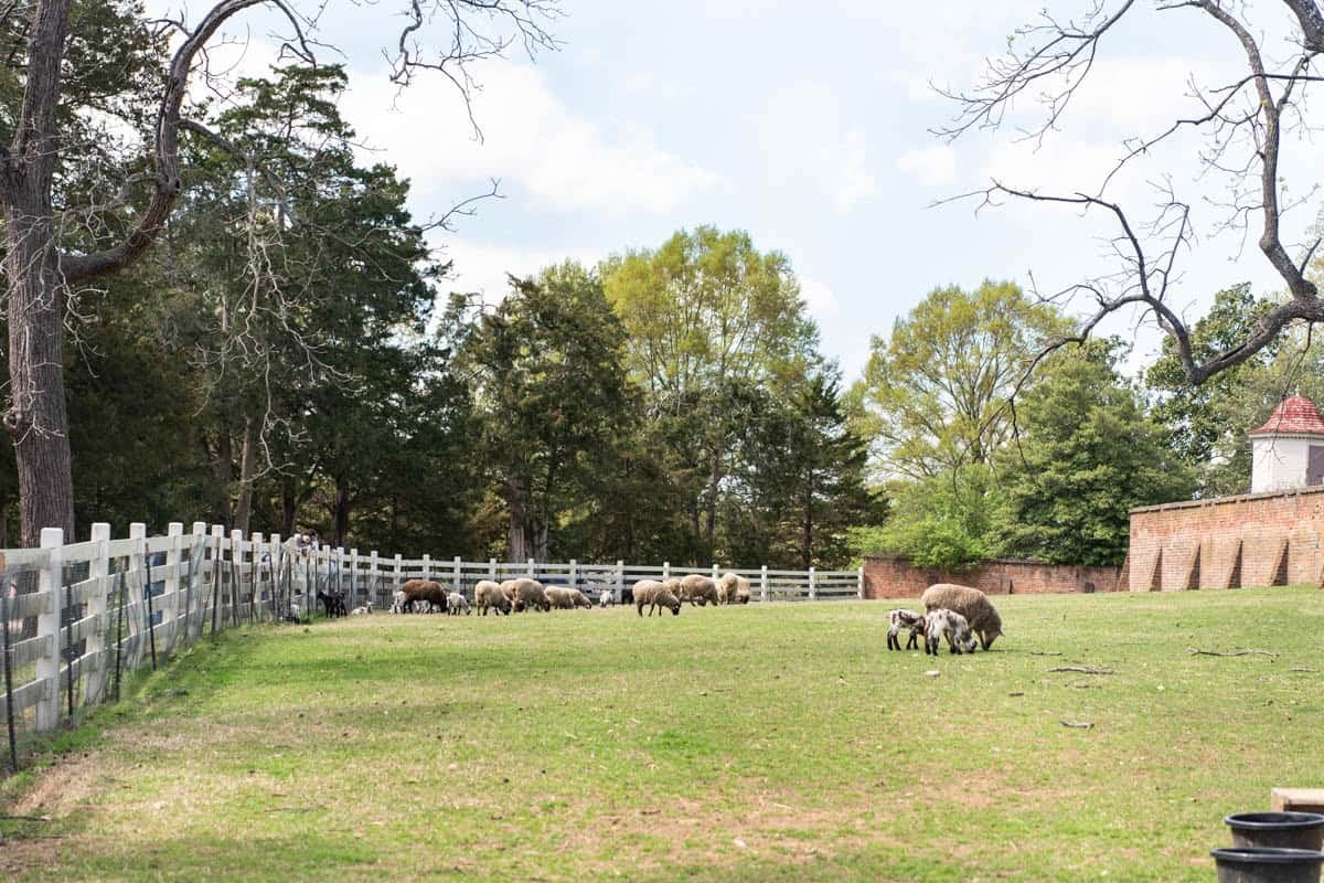 An image of sheep in an enclosure at Mount Vernon.