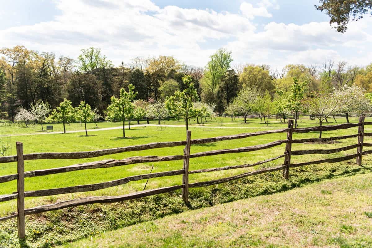 The orchard at Mount Vernon.