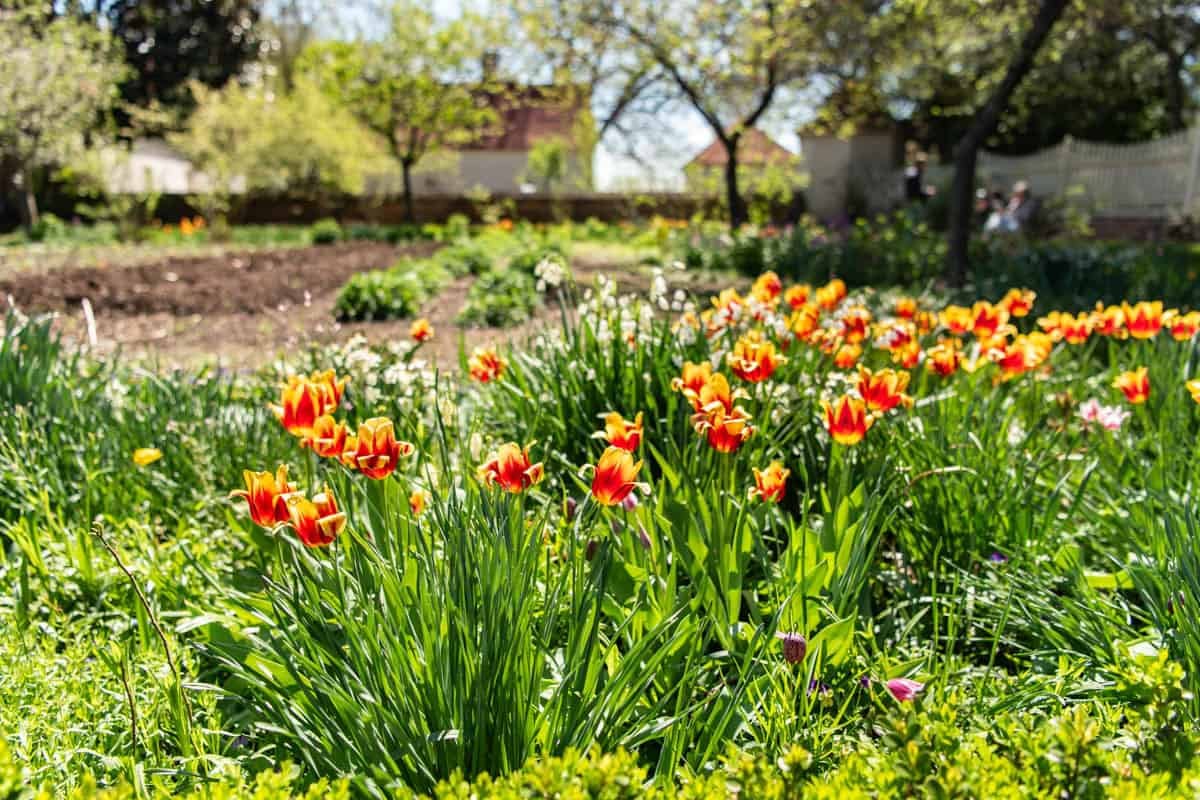 An image of tulips in spring at George Washington's home at Mount Vernon.