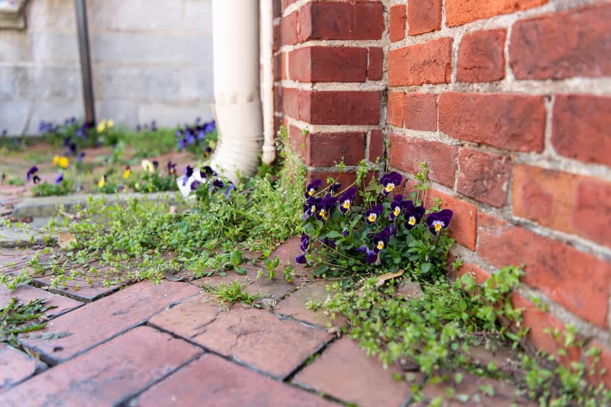 Purple pansies growing out of bricks.