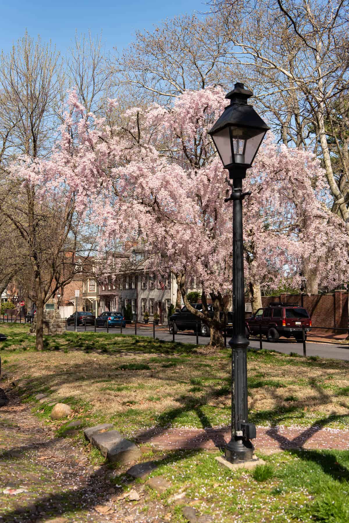 A street lamp in front of a tree with pale pink blossoms.