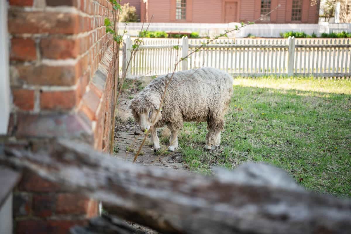 A sheep next to a brick wall in front of a white picket fence.