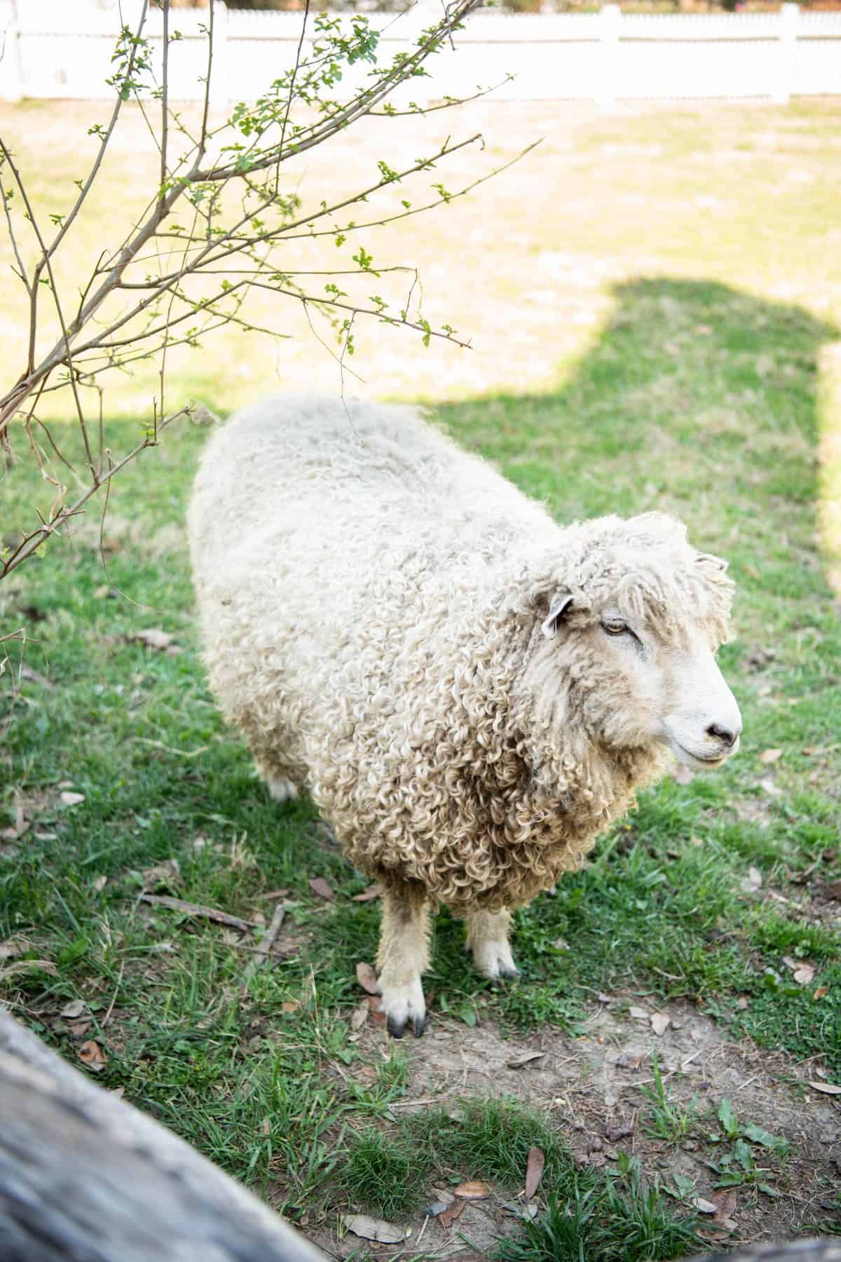 A close image of a curly haired sheep on grass.