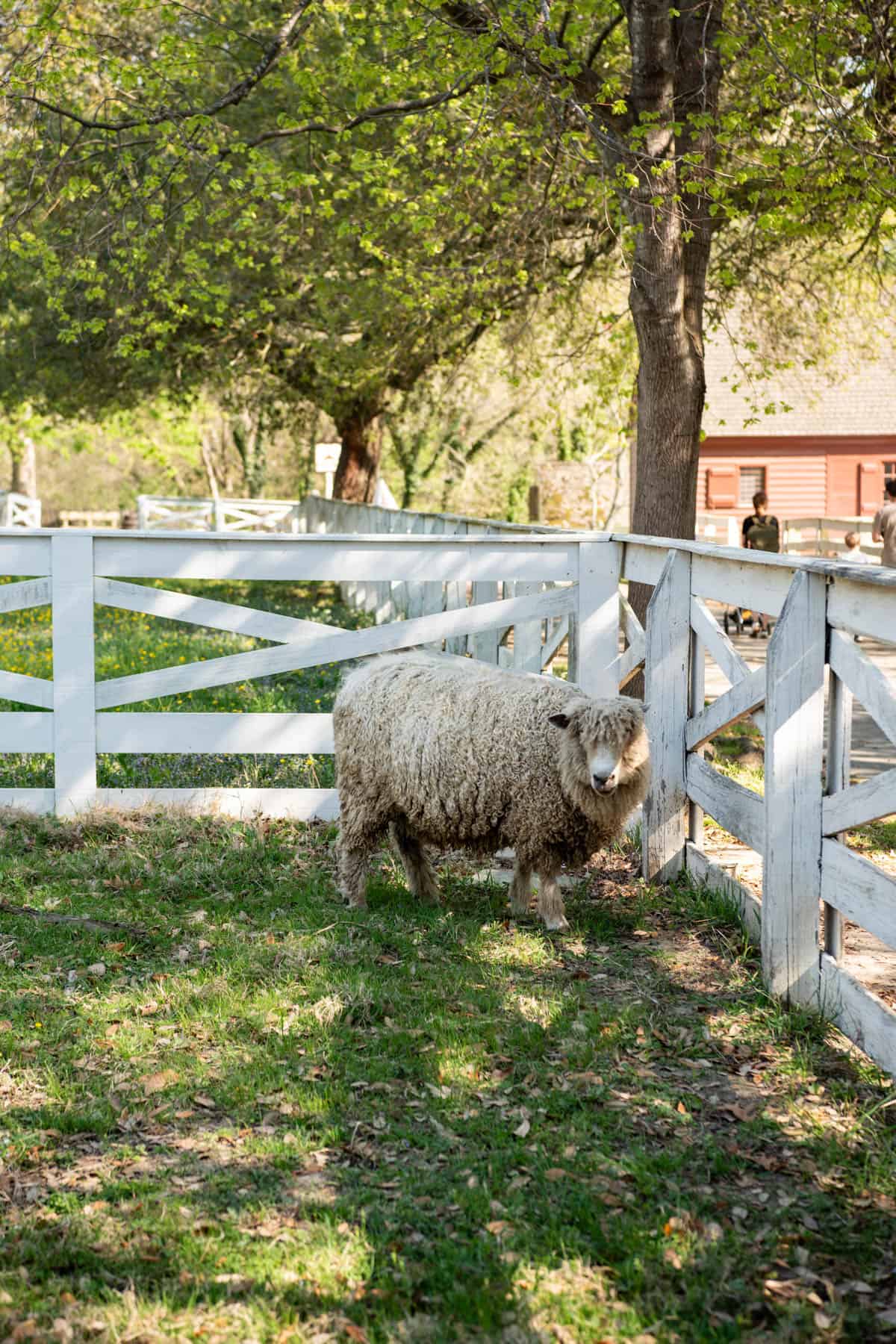 A sheep in Colonial Williamsburg in a fenced area.