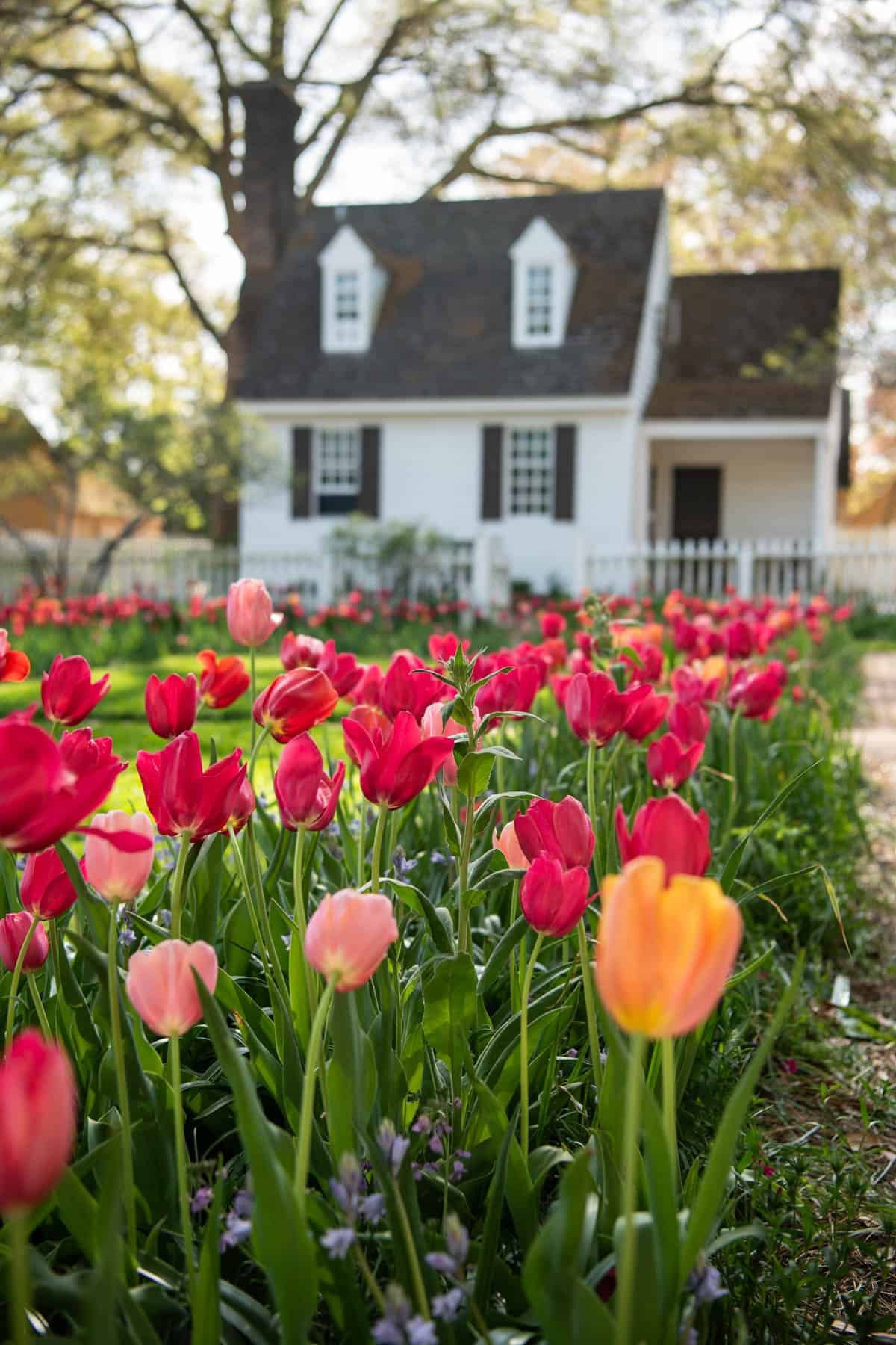 Tulips in front of a white house in Colonial Williamsburg.