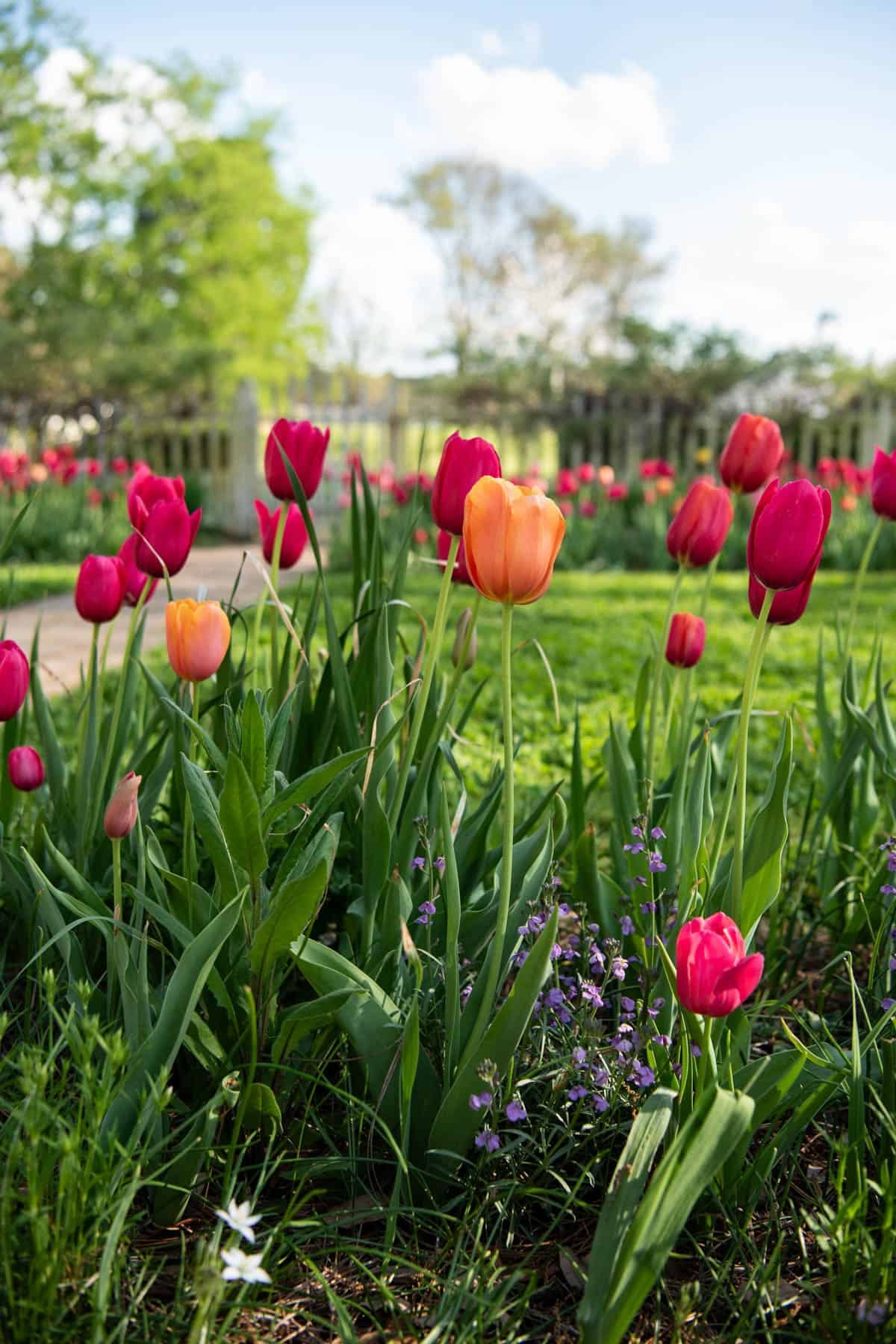 Tulips blooming in a garden in Colonial Williamsburg in Spring.