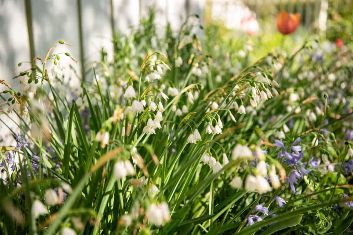 Small white flowers in a garden.