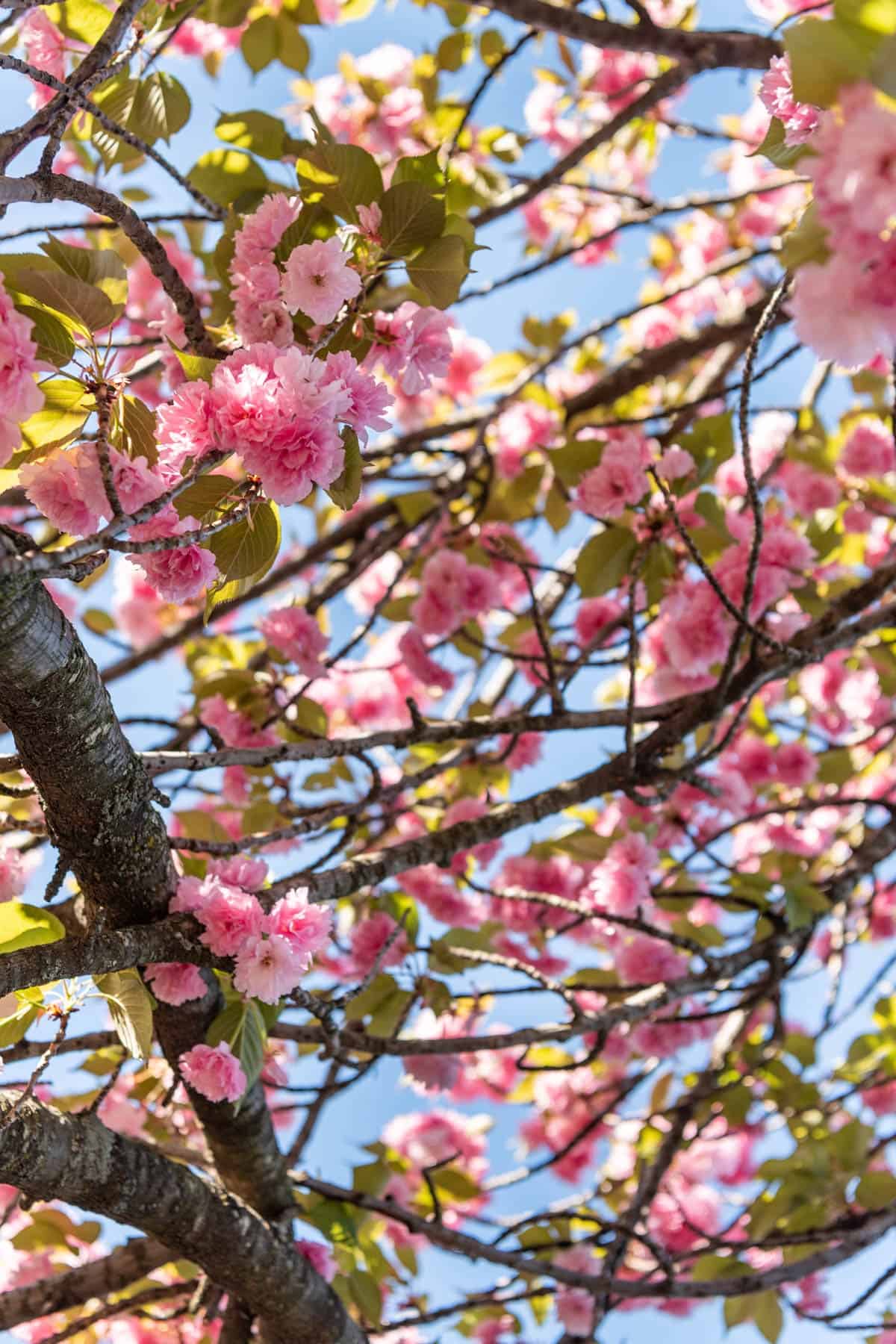 An image of cherry blossoms in Washington D.C.