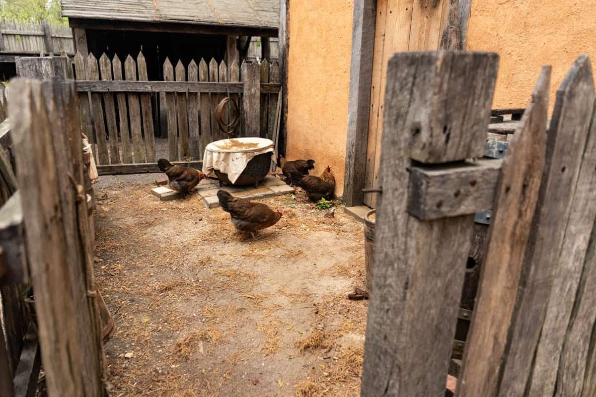 An image of chickens roaming around the Jamestown Settlement museum outdoor space.